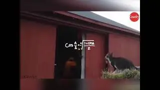 Cat after attending the advanced learning classes in Bjyus 😂😀😭