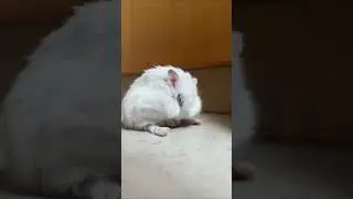 grooming wherever i like~ 🥱💘