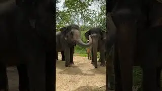 Elephant Next Step | Rescued Giants Take Their First Steps to Freedom