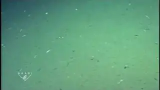 Swima worms on ocean floor