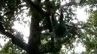 Trampoline Andy