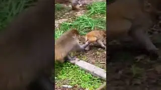 #Poor Baby Monkey Very Small Mom Weaning #babymonkey #monkey #animals #thedodo  #saveanimal #shorts