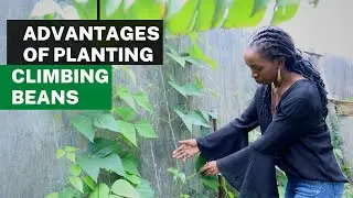 Why you should  grow climbing beans.#foodsecurity #gardening #urbanfarming #shortsafrica #shorts
