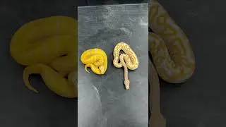 Two of my favorite Albino Combos I&rsquo;ve ever hatched!
