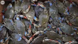 The Mississippi Sound is a healthy body of water