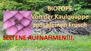 BIOTOPE - Von der Kaulquappe zum kleinen Frosch - Seltene Aufnahmen