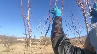 Poda del peral en espaldera