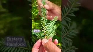 Eastern Hemlock @MoseKnowsNature  The Pennsylvania State Tree