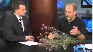 Spotted Knapweed Explained