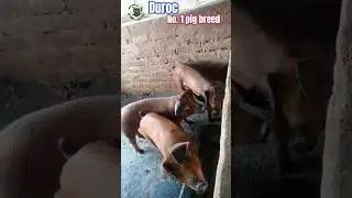 #pig #farming #No.1 pig breed #duroc piglets #হাইব্রিড প্রজাতির লাল শূকর #shukar #farm