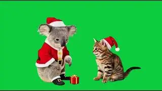 Un koala et un chat le soir de no&euml;l 4k Green Screen