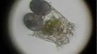 Keratella 3
