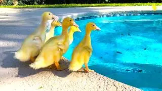 Funny Ducks jumping into the real pool, baby ducks
