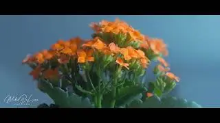 Flower Meditation with Sony FX3 and Helios 44