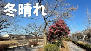 寒椿【暖かな冬の鴨川】冬でも散策や野鳥観察が楽しめる（2026年1月10日）