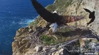 Two Harbors Eagles🦅Cholyn Defends Lunch🎣from Ravens🐦&zwj;⬛ Chase Shoos Peregrine 🧹explore  2026 Jan 8
