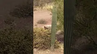 Watch the bottom of the bush for 2nd hawk!!!!Very Cool Footage of Harris&rsquo; Hawk hunting party! #hawk