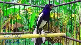 Cho&egrave; than h&oacute;t đấu giọng rừng CỰC SUNG Ch&ograve;e Than H&oacute;t Giọng Rừng K&iacute;ch Trống Căng Lửa h&oacute;t | choe than