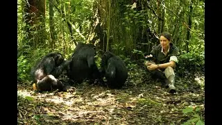 Talk-01 | This Cat Talk about Chimps | Oct2021 | #NatureClubIISERKolkata