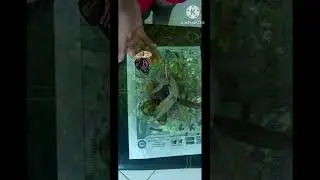 #SHORTS  butterfly LIFE CYCLE in quiver app #Quiver Augmented Reality butterfly #reading#kids