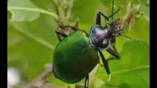 Calosoma Sycophanta