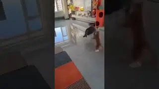 A cat fighting dangerous and cool #publicreaction #mediareaction #prstrategy #catlovers