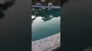 #swimming #pool #olympics #games #exercise #nature #beautiful #entertainment #funny #birds #animals
