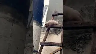 di maka baba si koreng #shortfeed #shortviral #catlover #catvideos #petcat #catshorts #siameesecat