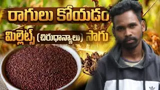 పల్లెటూరిలో రాగులు కోసే విధానం @Ramtribalvlogs 
