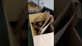 Kitty. Sima loves boxes.😊#cat #kitten #funnycats #kitchen #kids #baby #red #cats #funny #kitty