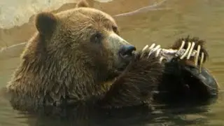Bear birthday party at LR zoo