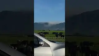 A classic Kiwi view: lush farmland, grazing livestock, and quiet country roads. #newzealand