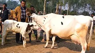 @আজ ১৬/১/২৬ | উন্নত জাতের দুধের গাভী ও বাছুর গরুর দাম | আমবাড়ী হাট |দিনাজপুর 