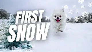 Puppy&rsquo;s First Snow Adventure ❄️ (Cutest Pomeranian Reaction!) | Calming Happy Cute Dog Ambience