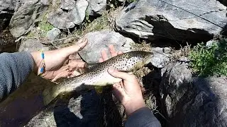 Trota Fario 40cm in Torrente - Ticino - Swiss Alps Fishing