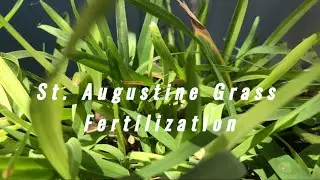 Fertilizing St. Augustine Grass with Worm Castings/ Vermi Compost