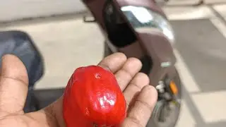 ಬನ್ನೇರುಘಟ್ಟ ಫಾರೆಸ್ಟ್