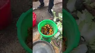 Chopped vegetables and hay are very convenient for making feed. #vegetablechopper #poultryfarmingtip