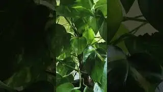@пЭрсЫк канал. Обезьяна и очки.