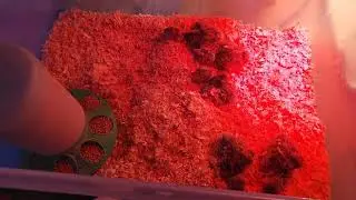 Baby bourbon turkeys hatch and put in brooder