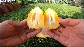 PÊRA MELÃO - Obrigatória em qualquer horta