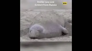 Extinct animals caught on camera ,sea cow -russia📷#shorts
