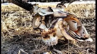 HOW TO BURN A DEER SKULL WITH A TORCH DIY TAXIDERMY!!!