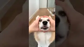 cute corgi action #ilovegadgets #catfunny #cat #bestpetsupplies