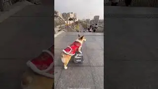 Sliding Dog 😨| New Viral Gadgets,Smoart Appliances, Kitchen Utensils/ Home Inventions