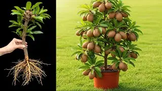 How To Grow Sapodilla & Lemon Tree from Cutting with These Pro Tips