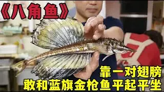 切鱼丨骨骼清奇的八角鱼，靠一对翅膀，敢和蓝旗金枪鱼平起平坐