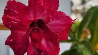 Adenium chedikal വളരെ കുറഞ്ഞ വില.. 8943229282 എന്ന നമ്പറിൽ ബന്ധപ്പെടുക