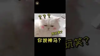 cầu cầu mặt bự p9 #shorts #viral #viralvideo #funny #cat #caucau