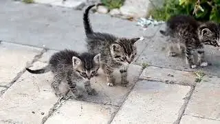 Daily dose of cat videos, cute kittens